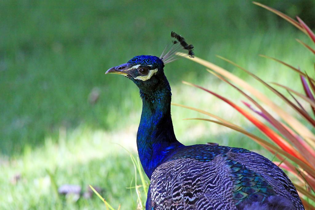 Eco Pousada Paraiso Dos Coqueirais จาปาราตินกา ภายนอก รูปภาพ