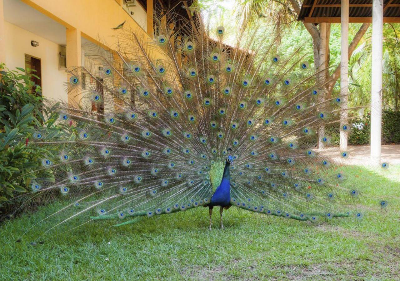 Eco Pousada Paraiso Dos Coqueirais จาปาราตินกา ภายนอก รูปภาพ