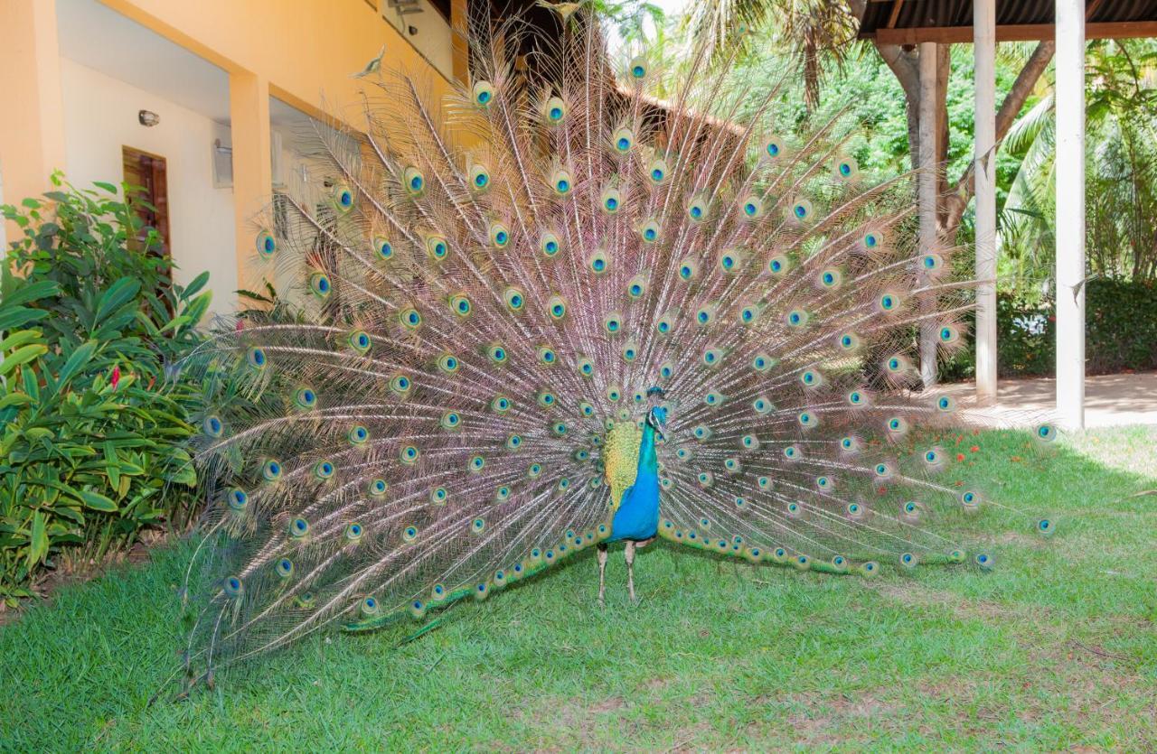 Eco Pousada Paraiso Dos Coqueirais จาปาราตินกา ภายนอก รูปภาพ